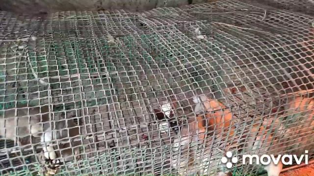 Оборудую сарай для кроликов, птицы. смотреть онлайн