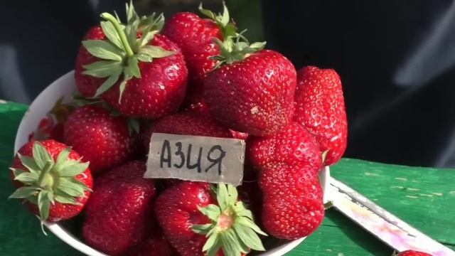 КЛУБНИКА. Лучшие сорта клубники! ВКУСНЫЕ И УРОЖАЙНЫЕ смотреть онлайн