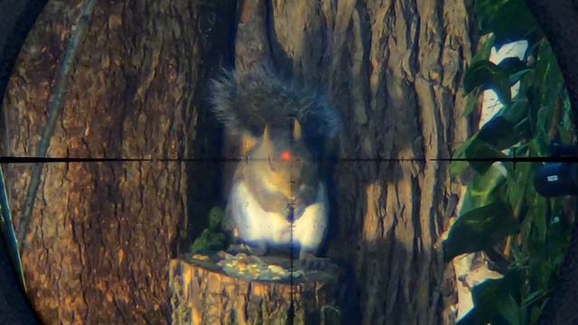 Squirrel Hunting with a $10K Airgun смотреть онлайн