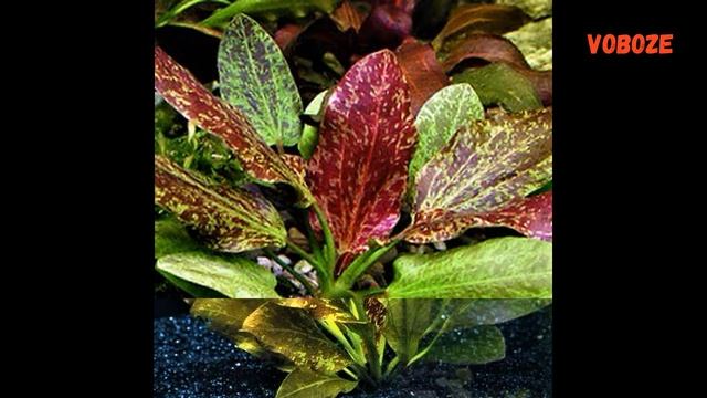 Эхинодорус Красное пламя. Содержание, размножение растения в аквариуме. смотреть онлайн