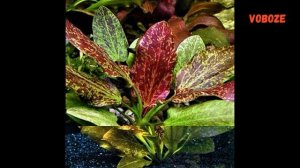 Эхинодорус Красное пламя. Содержание, размножение растения в аквариуме.