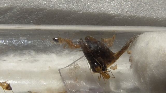 Мирмекология- просто| #1 Муравьи- Кто они? смотреть онлайн