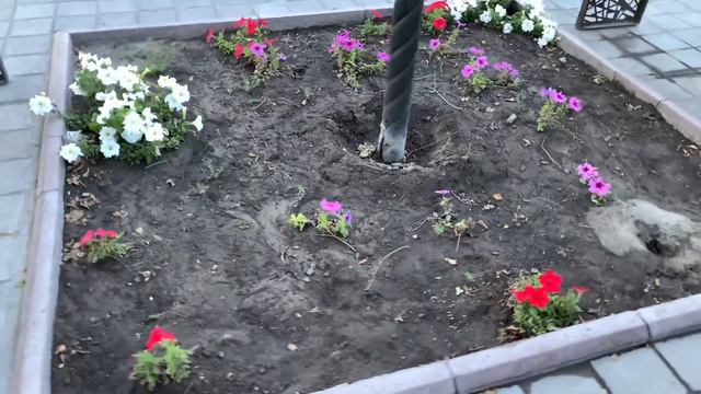 Обслуживание сквера Токаева - нулевое , куда пропали деньги ???? Аким ответь - Карбузов смотреть онлайн