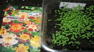 Как вырастить рассаду мимулюса