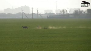 Охота на зайца, с борзыми. 2020г. 1 часть