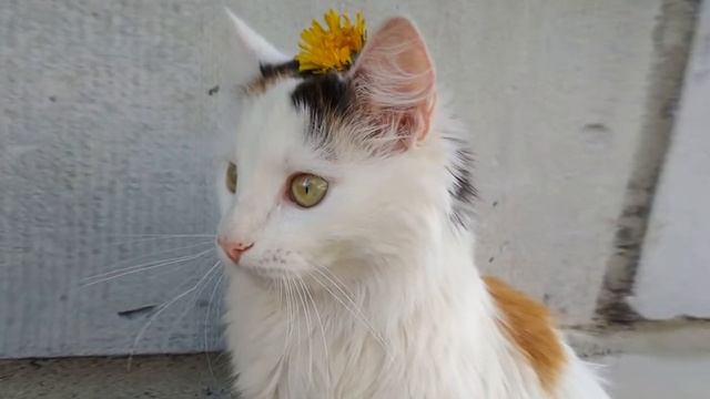 Мира. Моя любимая кошка смотреть онлайн