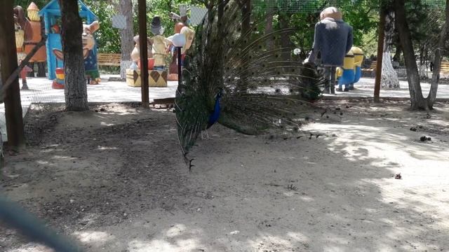 Павлин Обыкновенный... смотреть онлайн