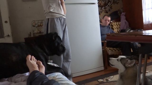 Хаски Ума и Корс Лора смотреть онлайн