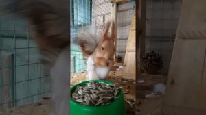 Белка дома.Приручаем белку.