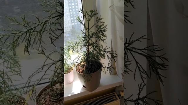 Желающим приобрести растения редкие - секвойи, араукарии, сосны, кедры, пихты - обращайтесь. смотреть онлайн