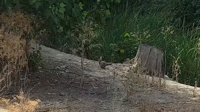 Кролики в Испании Мадрид 07.07.2019 смотреть онлайн