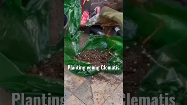 Planting young Clematis смотреть онлайн