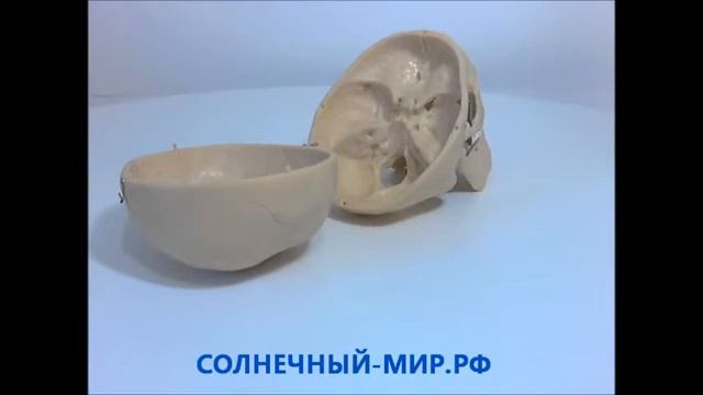 МОДЕЛЬ ЧЕРЕП ЧЕЛОВЕКА В РАЗБОРЕ смотреть онлайн