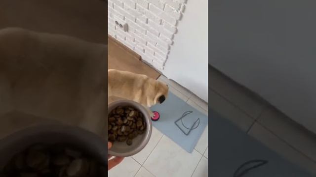 дрессировка на уровне) смотреть онлайн