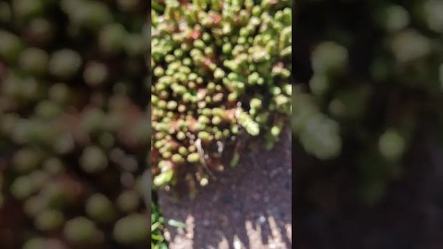 Sedum acre, the best hardy succulent. смотреть онлайн