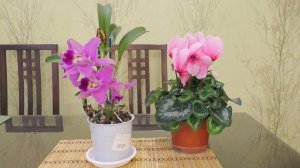 Знакомлюсь с новым, ДЛЯ МЕНЯ, видом орхидей...! Что получится НЕ ЗНАЮ!