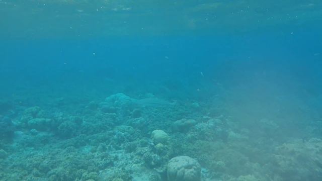 Домашний риф Dhawa Ihuru 2023 смотреть онлайн