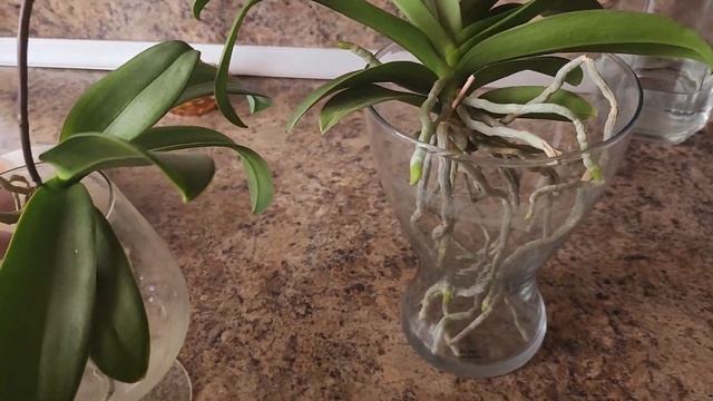 Выращивание орхидей без грунта смотреть онлайн