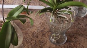 Выращивание орхидей без грунта