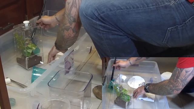 Avicularia purpurea Purple Pink Toe Tarantula: Random Glasses смотреть онлайн