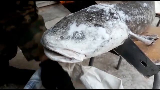 Налим крокодил. Якутия смотреть онлайн