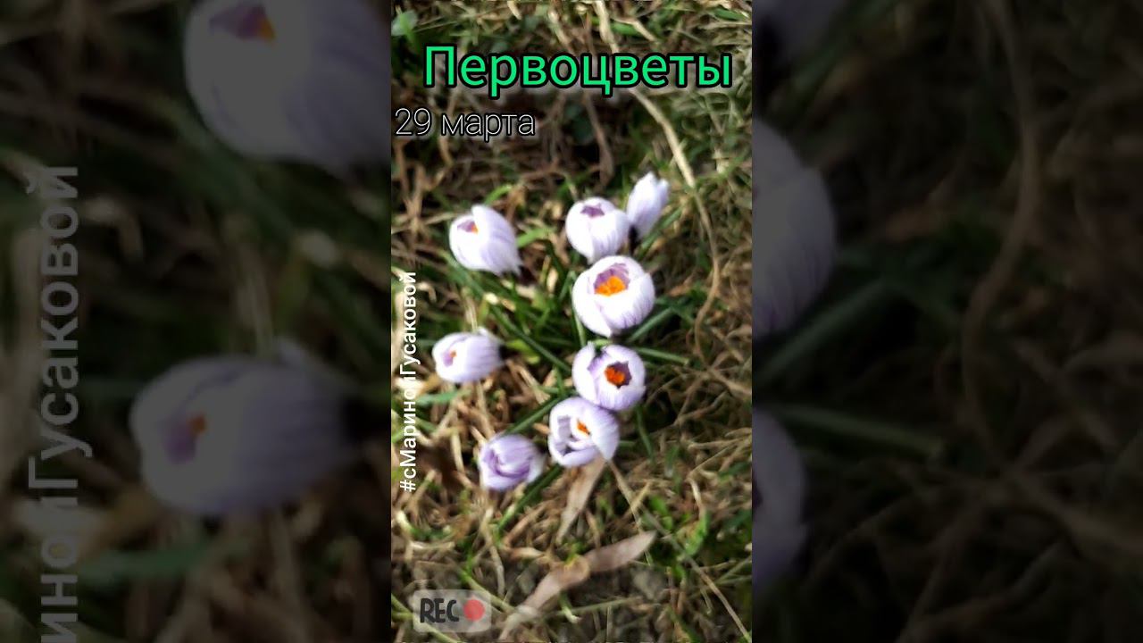 Как цветут КРОКУСЫ на  ГАЗОНЕ - Первоцветы зацвели | с Мариной Гусаковой 29 марта смотреть онлайн
