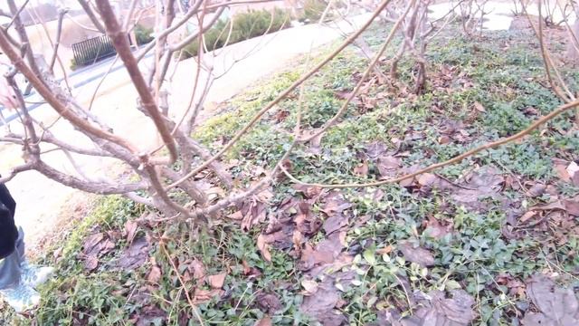 Обрезка гортензии смотреть онлайн