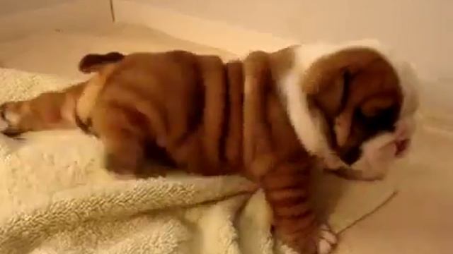 щенок бульдога играет смотреть онлайн