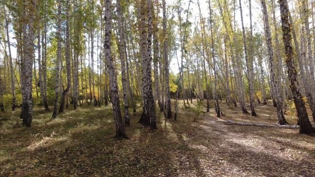 Walking in the Autumn park | ASMR | Прогулка в осеннем парке смотреть онлайн
