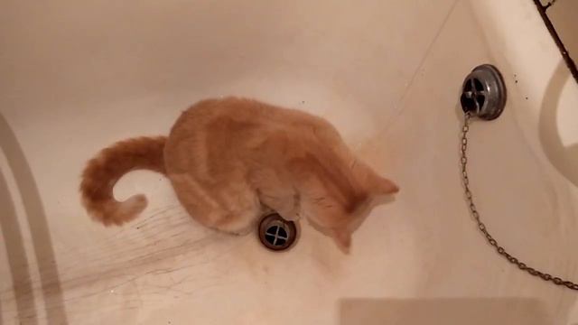 Кот и вода смотреть онлайн