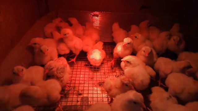 Суточные бройлеры: секреты содержания