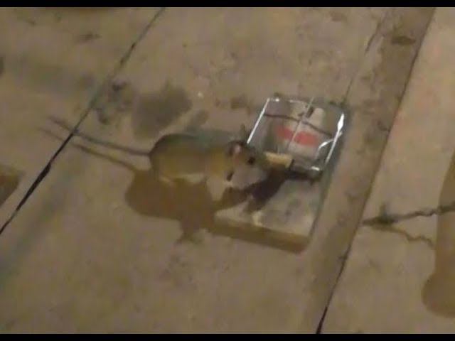 Мыши и капканы 2 смотреть онлайн