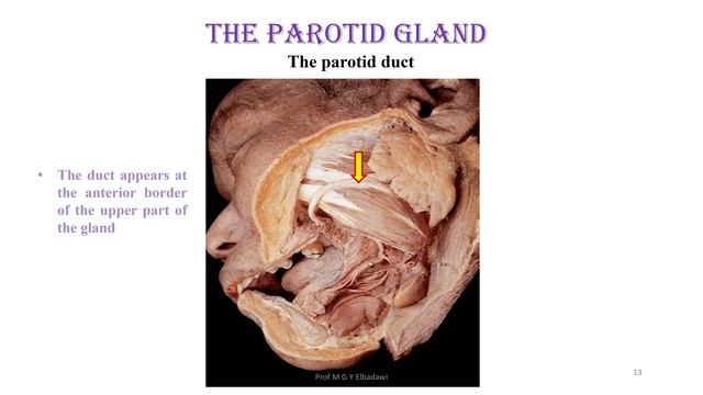 Parotid gland смотреть онлайн