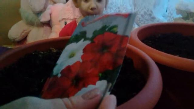 сажаем петунию смотреть онлайн