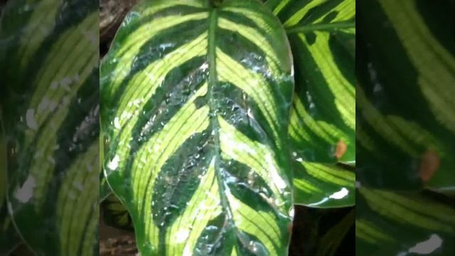 Любимые террариумы с живыми цветами смотреть онлайн