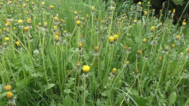 АСМР Сон. Что такое сон? Зачем мы спим и видим сны смотреть онлайн