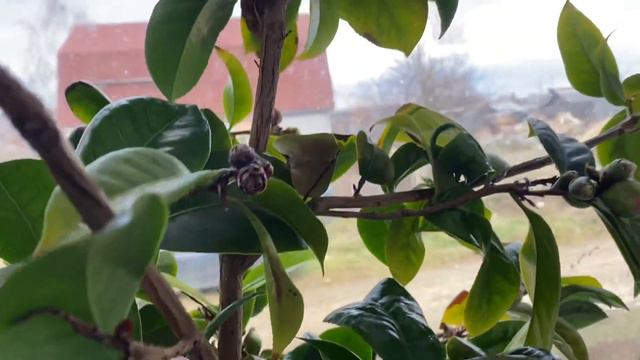 Такое растение мало кто знает