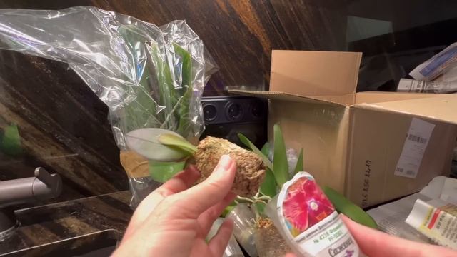 Mituo и прочие радости приехали!??? смотреть онлайн