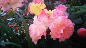 Цветочная рапсодия, розы в моем саду с названиями сортов