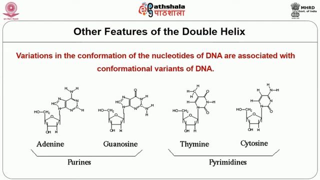 M-20.Nucleic acid – components and structure смотреть онлайн