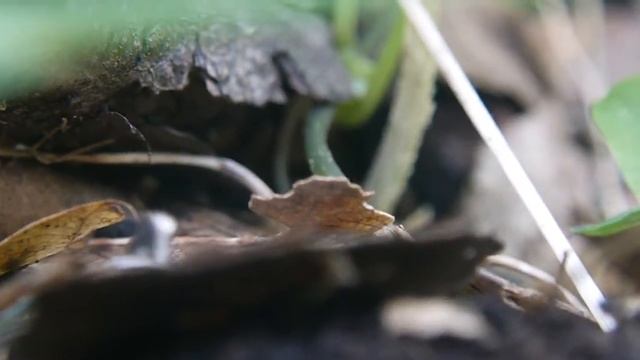 キツネノハナガサ Leucocoprinus fragilissimus смотреть онлайн