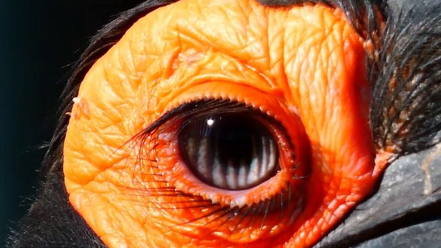 Südlicher Hornrabe (Bucorvus cafer) tolle Wimpern – Cálao terrestre sureño – Кафрский рогатый ворон смотреть онлайн
