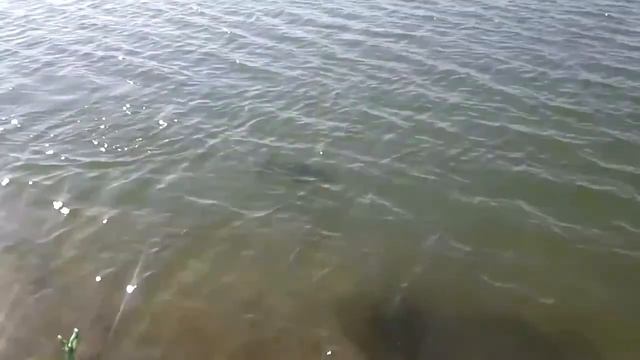 Карп пойманный на IN-LINE METHOD FEEDER 15гр. смотреть онлайн