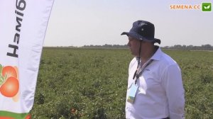 Намиб F1 Томат Syngenta День поля 10 08 2016