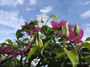 Неприхотливые и необыкновенно красивые клематисы моего сада. Подмосковье, лето 2021