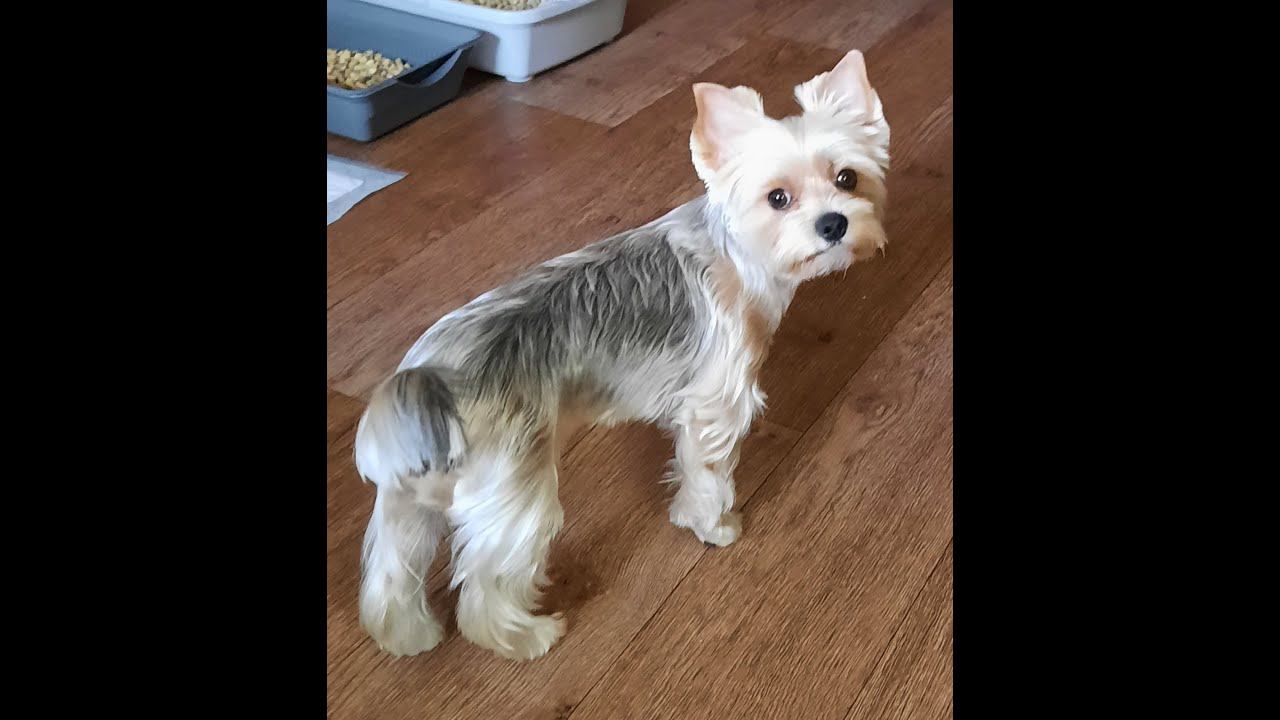 Боня. Ух как хорошо на даче !!! смотреть онлайн