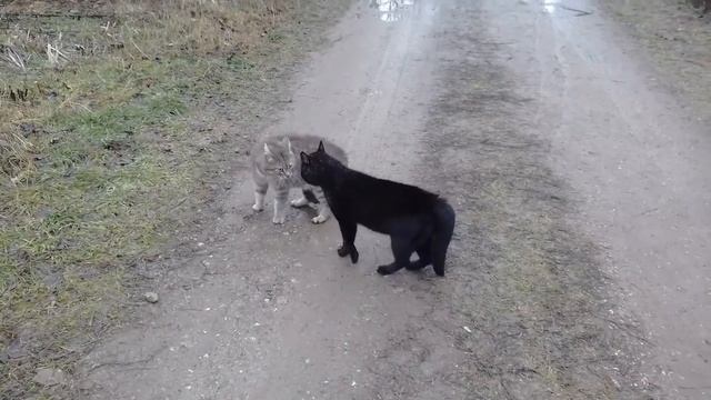 Коты ленивцы смотреть онлайн