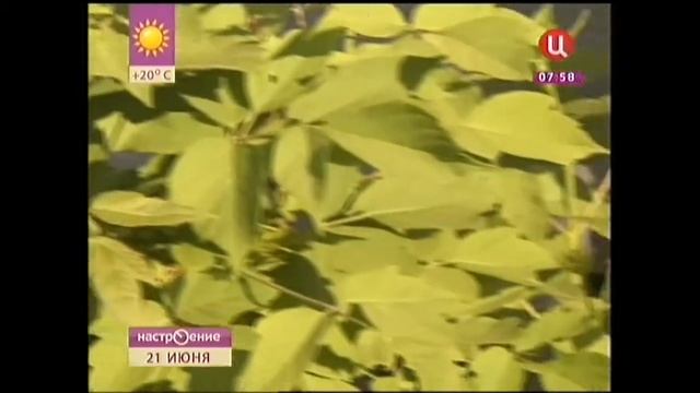 ДЛЯ ЧЕГО НУЖНЫ РАСТЕНИЯ-СТАТИСТЫ В ВАШЕМ САДУ? смотреть онлайн