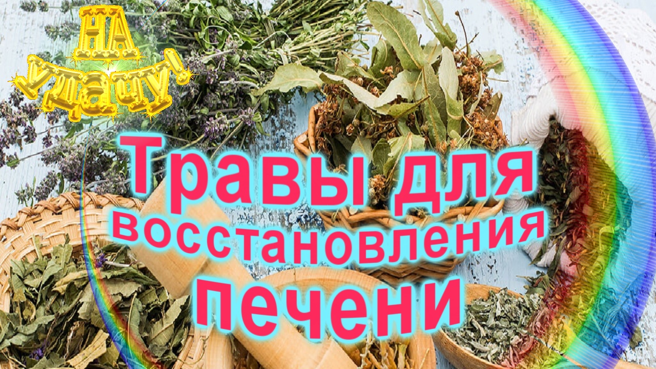 Травы для восстановления печени