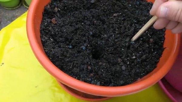 CINTA, MALAMADRE, ARAÑA O LAZO DE AMOR, CUIDADOS